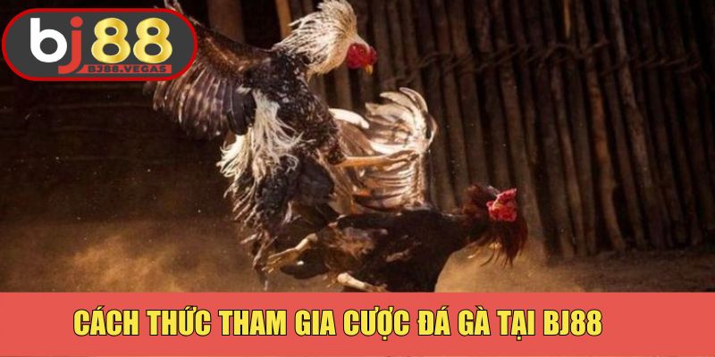 Cách thức tham gia chơi đá gà Thomo cần nắm rõ