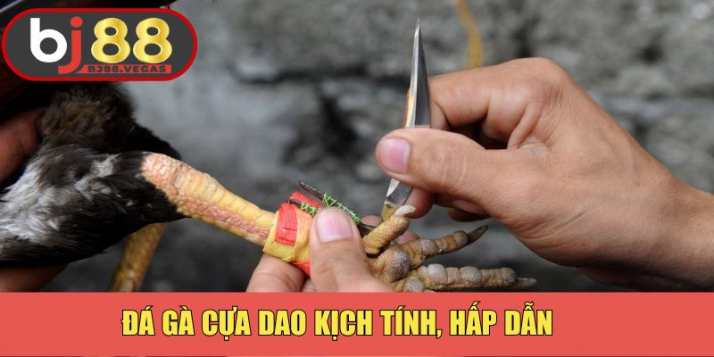 Đá gà cựa dao kịch tính, hấp dẫn