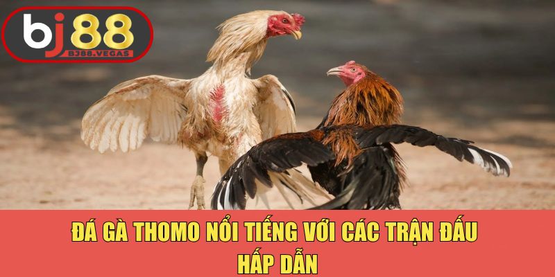 Đá gà Thomo là hình thức nổi tiếng với các trận đấu hợp pháp