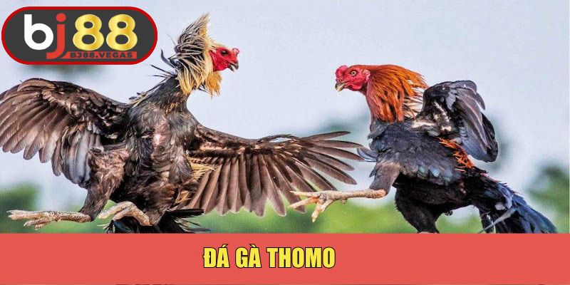 Đá Gà Thomo BJ88: Sân Chơi Đỉnh Cao, Hấp Dẫn Nhất  2025
