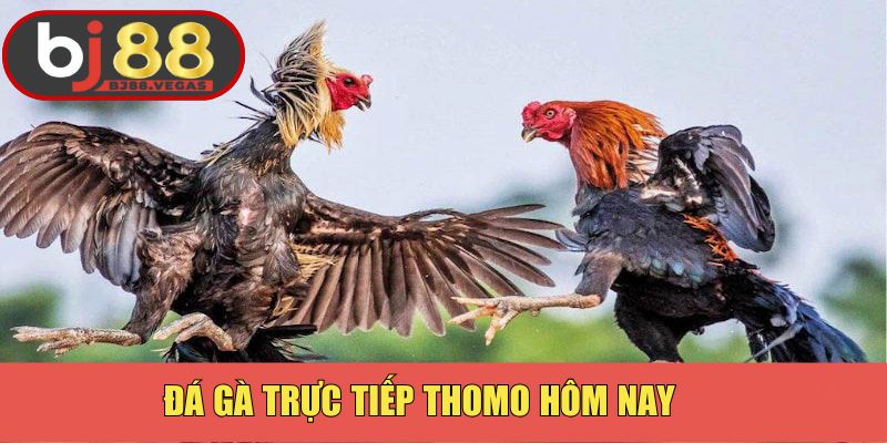 Đá Gà Trực Tiếp Thomo Hôm Nay - Trải Nghiệm Độc Đáo Tại Bj88
