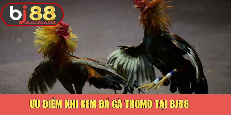 Hình thức đá gà nổi tiếng với nhiều ưu điểm hấp dẫn