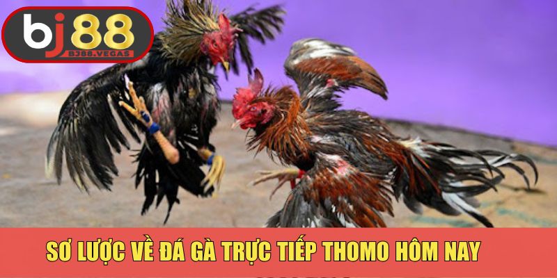 Sơ lược về đá gà trực tiếp Thomo hôm nay